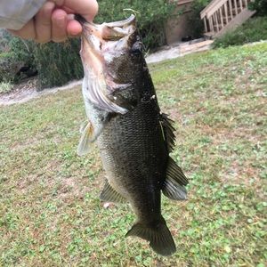 Meet your Posher, Jake